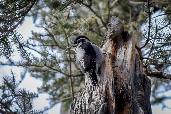 American Three-toed Woodpecker American Three-toed Woodpecker high up in a dead tree
