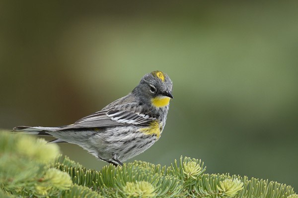 Male Audubon's Warbler (Yellow-rumped Warbler) on a fir tree