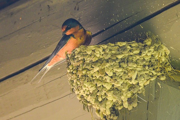 Barn Swallow on nest