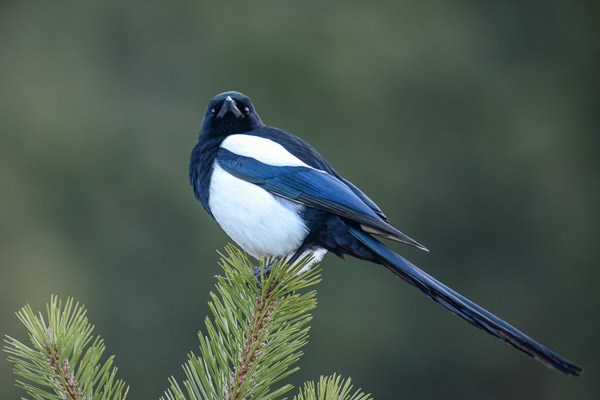 Black-billed Magpie perched on a Ponderosa pine tree. Black-billed Magpie perched on a Ponderosa pine tree.