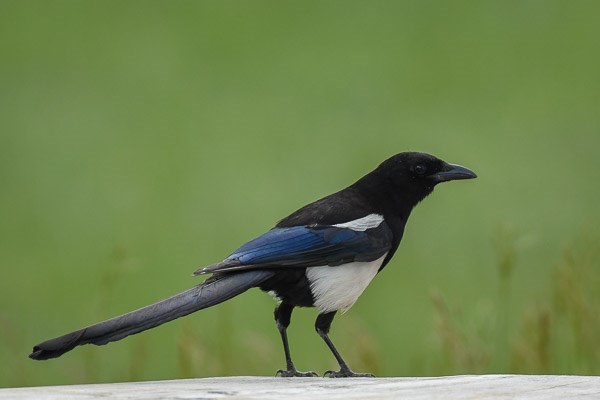 Black-billed Magpie on a bench at Sheep Lakes
