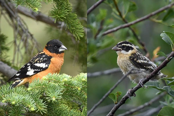 Left: Male Black-headed Grosbeak. Right: Juvenile Black-headed Grosbeak. Left: Male Black-headed Grosbeak. Right: Juvenile Black-headed Grosbeak.