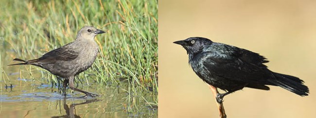 Left: female Brewer's Blackbird in a puddle of water. Right: male Brewer's Blackbird on a twig. Left: female Brewer's Blackbird in a puddle of water. Right: male Brewer's Blackbird on a twig.