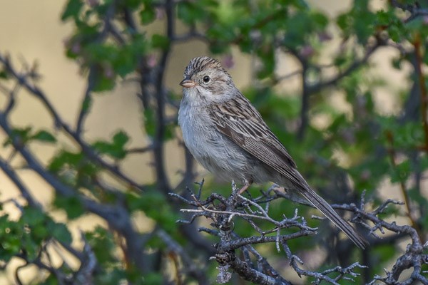 Brewer's Sparrow in wax currant bush Brewer's Sparrow in wax currant bush