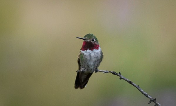 Male Broad-tailed Hummingbird perched on a branch. Male Broad-tailed Hummingbird perched on a branch.
