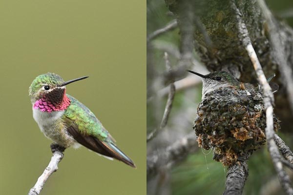 Left: male Broad-tailed Hummingbird perched on a branch. Right: female Broad-tailed Hummingbird on a nest.