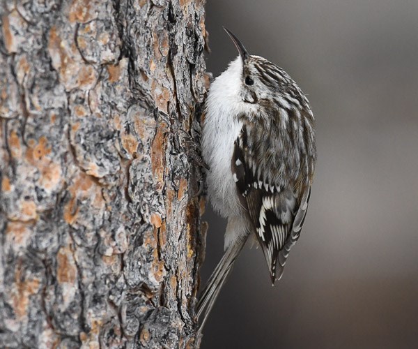 Brown Creeper on the trunk of a Ponderosa Pine tree. Brown Creeper on the trunk of a Ponderosa Pine tree.