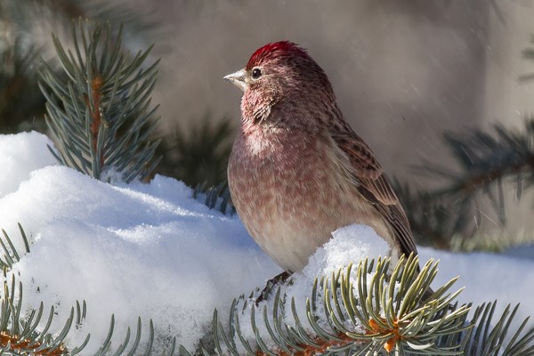 Cassin's Finch on  a snow-covered Spruce tree.