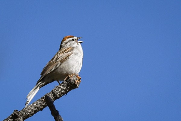 Male Chipping Sparrow sings from a dead branch.