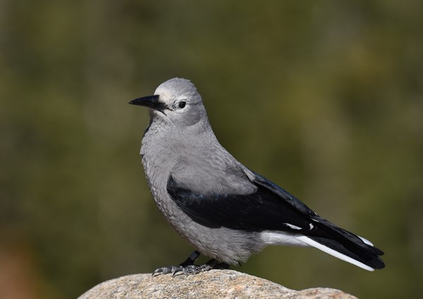 Clark's Nutcracker on a rock