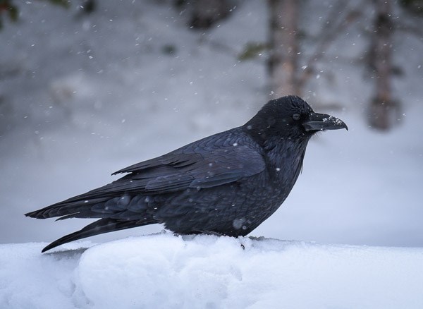 raven for sale colorado