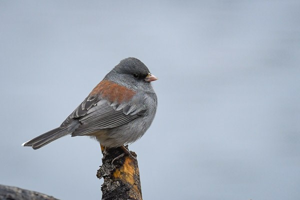 Dark-eyed Junco perched on a branch