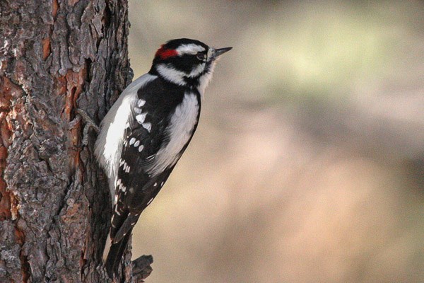 Male Downy Woodpecker on tree