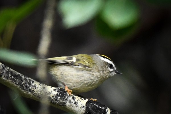 Golden-crowned Kinglet perched on the branch of an aspen tree.