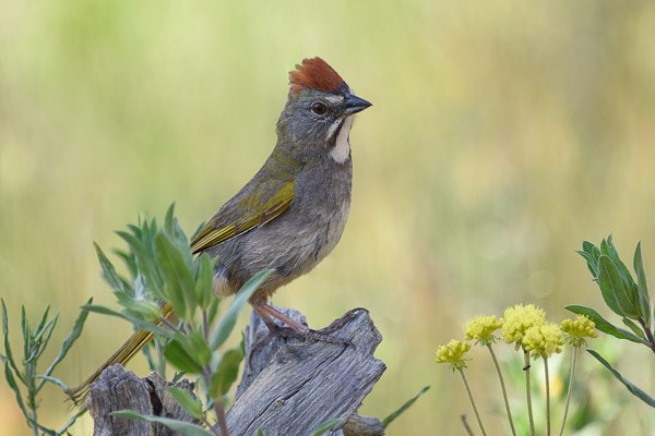 Green-tailed Towhee perched on a log