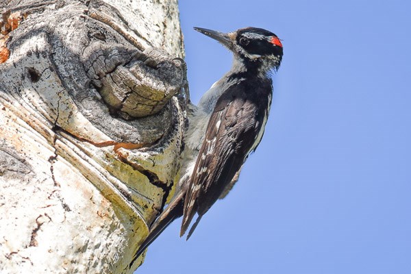 Male Hairy Woodpecker on an aspen tree