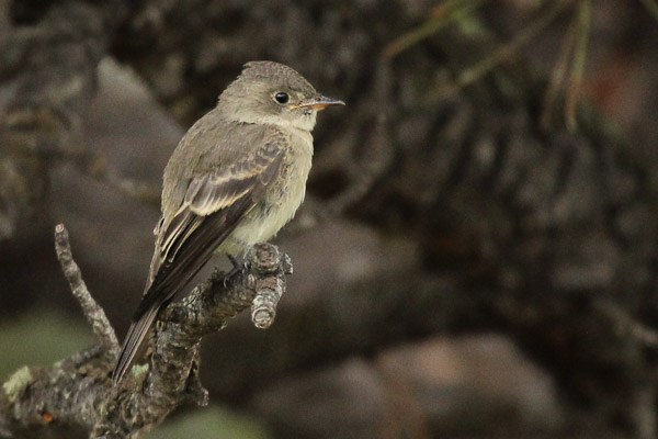 Hammond's Flycatcher