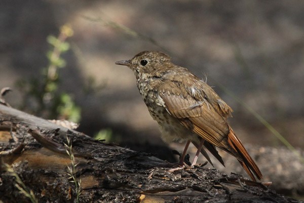 Hermit Thrush - subadult Hermit Thrush - subadult - on a log