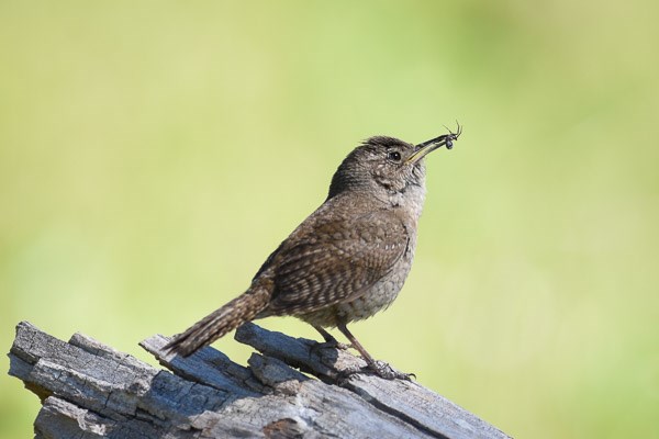 House Wren with spider.