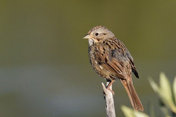 Lincoln's Sparrow on a dead twig Lincoln's Sparrow on a dead twig