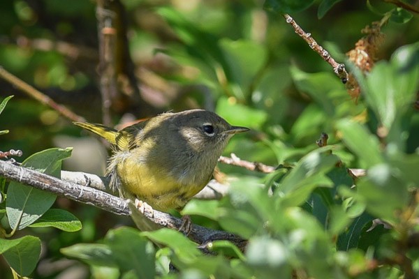 Female/immature MacGillivray's Warbler.