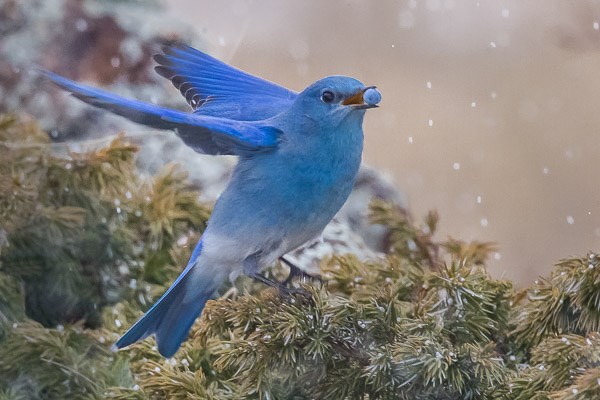 Male Mountain Bluebird with juniper berry. Male Mountain Bluebird with juniper berry.