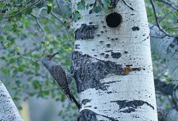 Male Northern Flicker near nest hole in aspen tree. Male Northern Flicker near nest hole in aspen tree.