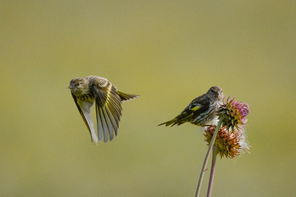 Pine Siskin on thistle flower Pine Siskin on thistle flower