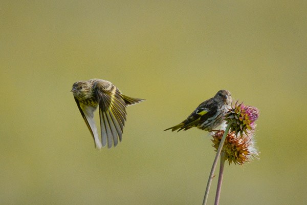 Pine Siskin on thistle flower