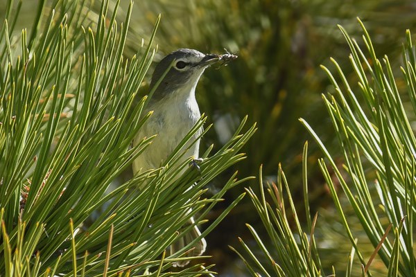 Plumbeous Vireo with insect. Plumbeous Vireo in a Ponderosa pine tree with insect.