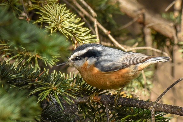 Red-breasted Nuthatch at Sprague Lake Red-breasted Nuthatch in coniferous tree.