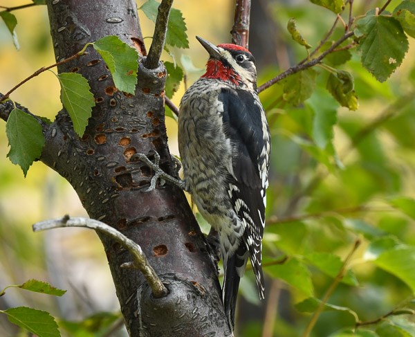 Red-naped Sapsucker on Alder. Red-naped Sapsucker on Alder.