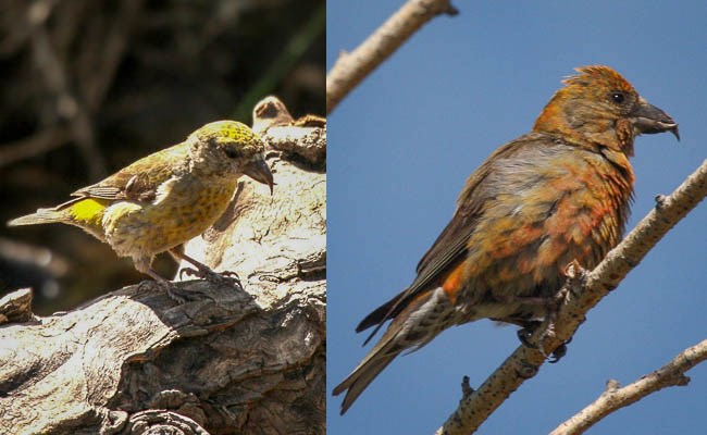Male and Female Red Crossbills Left: female Red Crossbill. Right: male Red Crossbill.