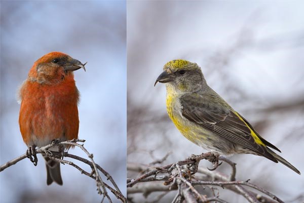 left: male Red Crossbill, right: female Red Crossbill