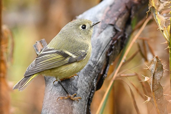 Ruby-crowned Kinglet Ruby-crowned Kinglet