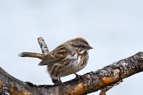 Song Sparrow at Sprague Lake Song Sparrow at Sprague Lake.