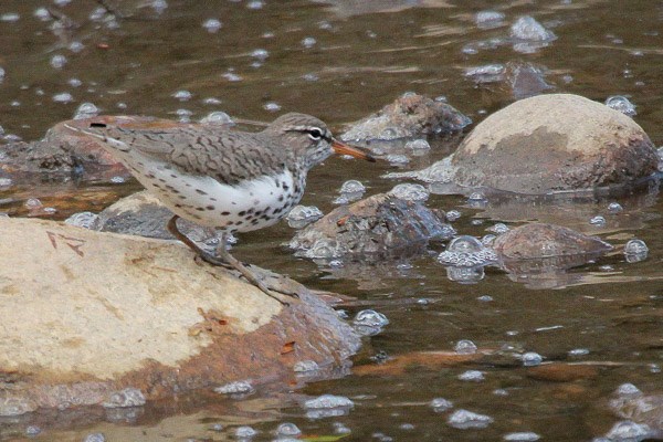 Spotted Sandpiper Spotted Sandpiper on a rock in bubbling a stream