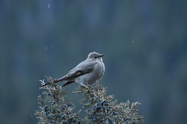 Townsend's Solitaire on juniper bush during a light snow.