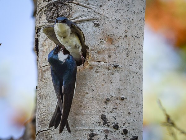 Tree Swallows at nest A pair of Tree Swallows at nest site in Aspen tree.