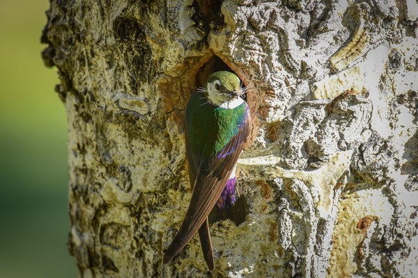 Violet-green Swallow on aspen tree. Violet-green Swallow on aspen tree