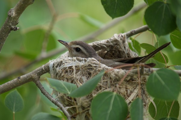 Warbling Vireo on nest