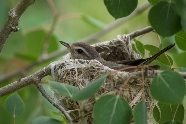 Warbling Vireo on nest Warbling Vireo on nest