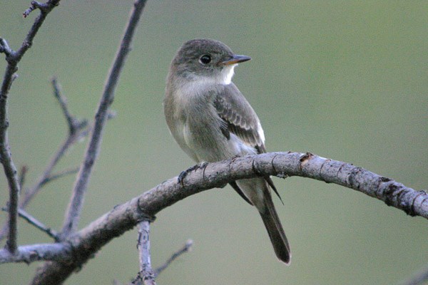 Western Wood-pewee on branch