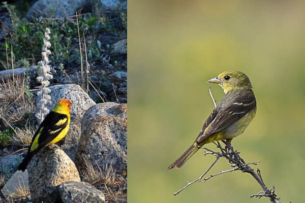 Left: male Western Tanager. Right: female Western Tanager. Left: male Western Tanager. Right: female Western Tanager.
