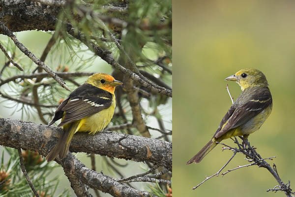 Male and female Western Tanagers Left: male Western Tanager in ponderosa pine tree. Right: female Western Tanager on a branch in a meadow.