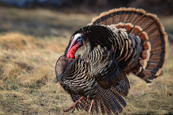 Male Wild Turkey in display.