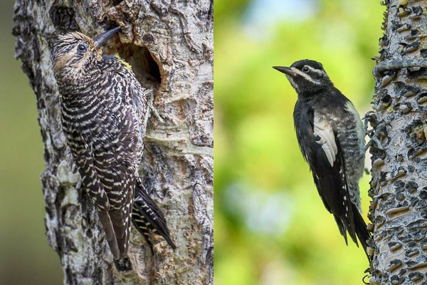 Left: female Williamson's Sapsucker. Right: male Williamson's Sapsucker. Left: female Williamson's Sapsucker at nest site in aspen tree. Right, male Williamson's Sapsucker on aspen tree.