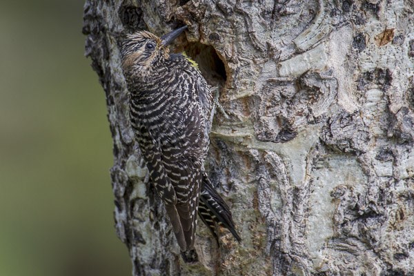 Female Williamson's Sapsucker at nest cavity in aspen tree. Female Williamson's Sapsucker at nest cavity in aspen tree.
