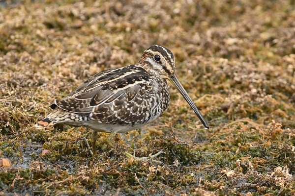 Wilson's Snipe at Lily Lake Wilson's Snipe in the grasses at Lily Lake