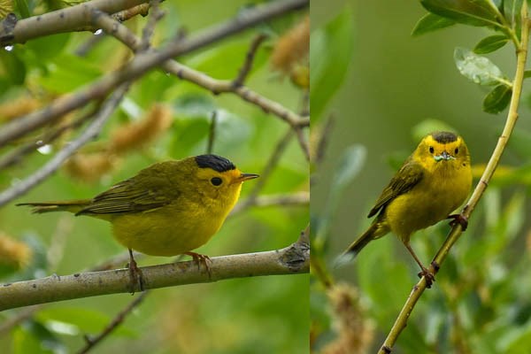 Male and female Wilson's Warblers in willow bushes.